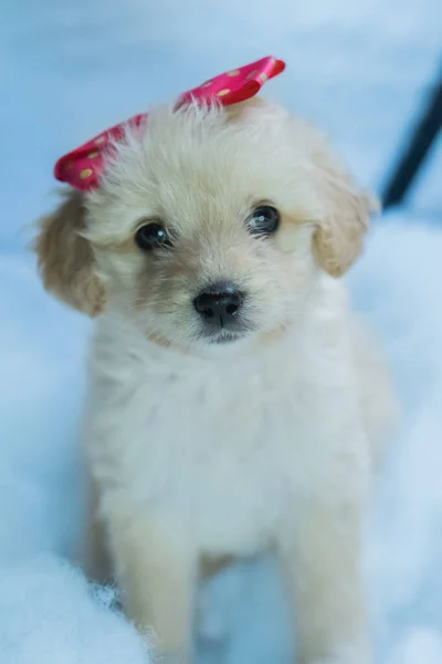 Kleine Witte Hond Poseert Voor Foto Met Een Strik Haar — Stockfoto