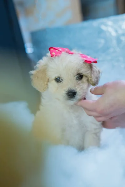 Kleine Witte Hond Poseert Voor Foto Met Een Strik Haar — Stockfoto