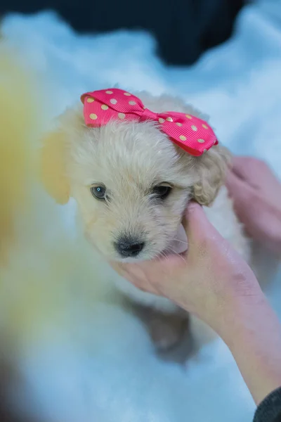 Kleine Witte Hond Poseert Voor Foto Met Een Strik Haar — Stockfoto