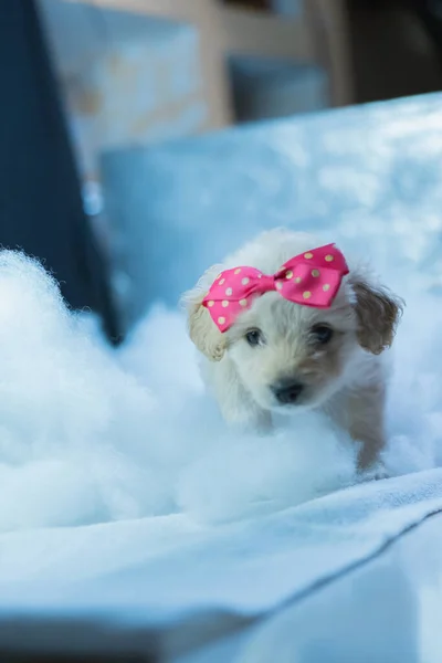 Kleine Witte Hond Poseert Voor Foto Met Een Strik Haar — Stockfoto