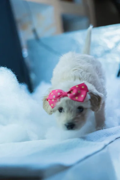 Kleine Witte Hond Poseert Voor Foto Met Een Strik Haar — Stockfoto