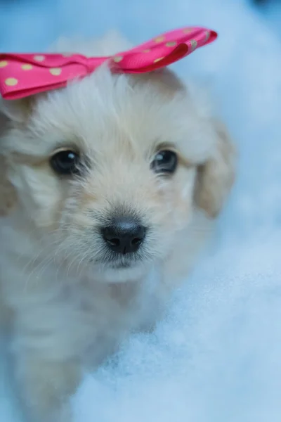 Kleine Witte Hond Poseert Voor Foto Met Een Strik Haar — Stockfoto