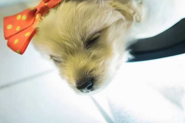 Kleine Witte Hond Poseert Voor Foto Met Een Strik Haar — Stockfoto