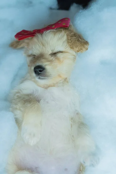 Kleine Witte Hond Poseert Voor Foto Met Een Strik Haar — Stockfoto