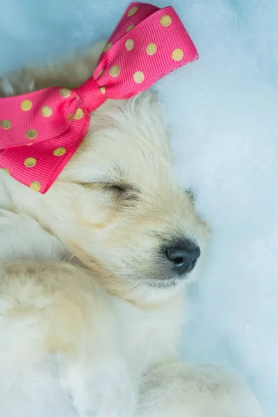 Kleine Witte Hond Poseert Voor Foto Met Een Strik Haar — Stockfoto