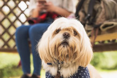 Doğada ailesiyle birlikte yürüyen bir hayvan..