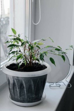 Gün ışığında güzel bir saksı. Kapalı alan ağacı