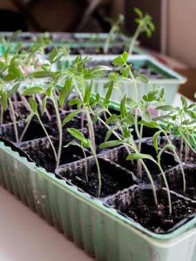 Hafif arka plandaki küçük fideler büyüyen bir tepside büyür. Kavram - bahçıvan tohumları.
