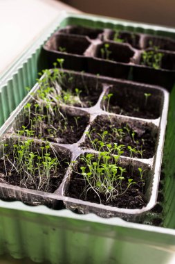 Hafif arka plandaki küçük fideler büyüyen bir tepside büyür. Kavram - bahçıvan tohumları.
