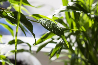 A beautiful houseplant on a white background with dew on the leaves.