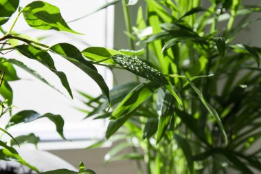 A beautiful houseplant on a white background with dew on the leaves.