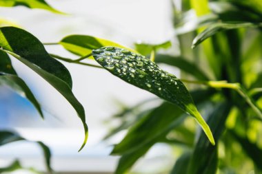 A beautiful houseplant on a white background with dew on the leaves.