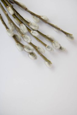 A bouquet of pussy willow on a white isolated background for Easter lies diagonally. There is a place for your text.