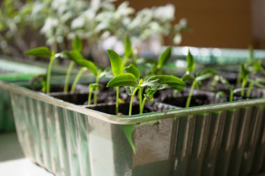 Hafif arka plandaki küçük fideler büyüyen bir tepside büyür. Kavram - bahçıvan tohumları.