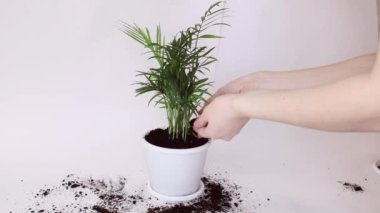 Bir adam, bir bitki olan Hamedorea 'yı nakletmek için ellerinden toprak ya da toprak döker, bitkiyi beyaz bir arka planda izole edilmiş beyaz bir saksıya nakleder.