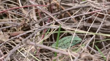 A beautiful large green lizard hides in dry branches and grass. Lizard up close.