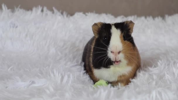 Guinea Pig Beautiful Tricolor Color White Fluffy Blanket Gnaws Green — Stockvideo