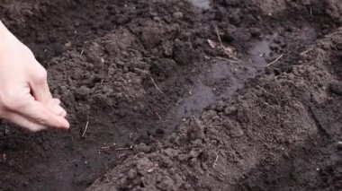 Bahçıvan bir adam yavaşça toprağa tohum koyar. Tohum ekiyorum. Tohumlar yataklara ekilir..