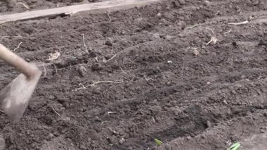 Yeni bir mahsul ekiyorum. Tohumları çapa ya da kürekle toprağa gömmek.