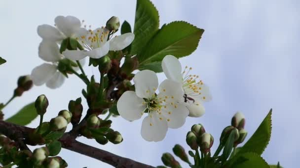 空とぼやけた庭を背景にリンゴの木の枝に美しい花を咲かせます 開花する庭園 白い花でリンゴの木を開花させる — ストック動画