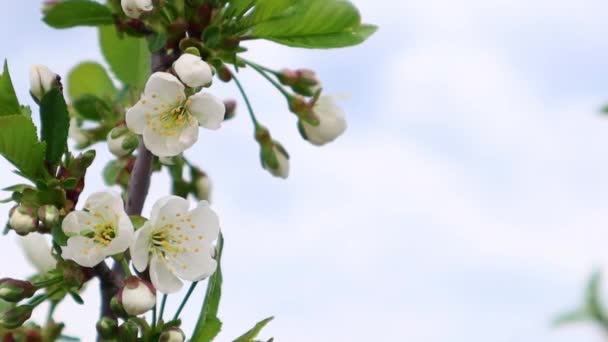 Krásné Květiny Větvi Jabloně Pozadí Oblohy Rozmazané Zahrady Kvetoucí Zahrady — Stock video