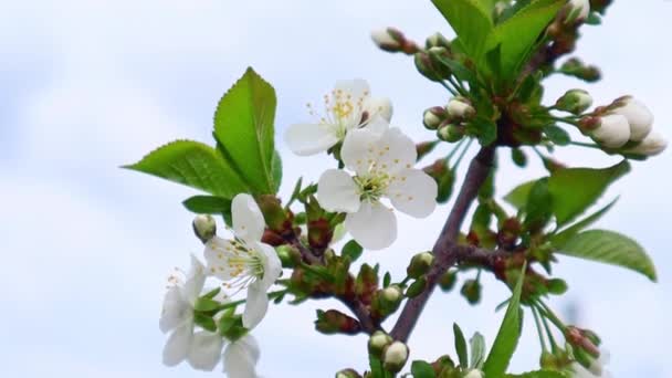 空とぼやけた庭を背景にリンゴの木の枝に美しい花を咲かせます 開花する庭園 白い花でリンゴの木を開花させる — ストック動画