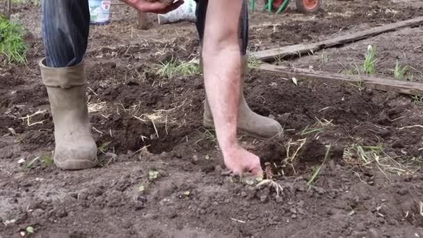Agricultor Planta Batatas Buracos Jardineiro Agricultor Coloca Batatas Nos Buracos — Vídeo de Stock