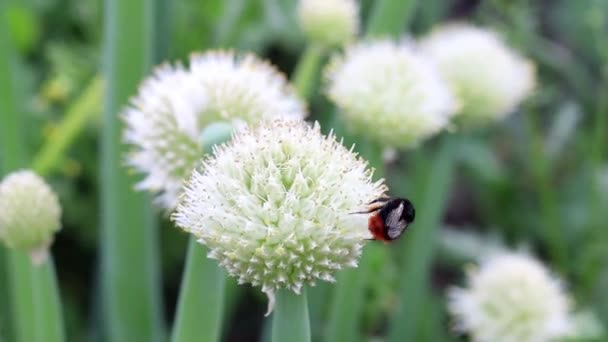 Humlan flyger och pollinerar blomman — Stockvideo
