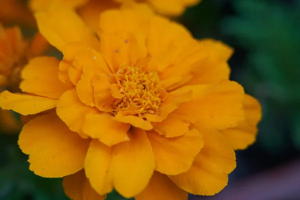 Detalle Plano Tagete Flor Amarilla Caléndula — Foto de Stock