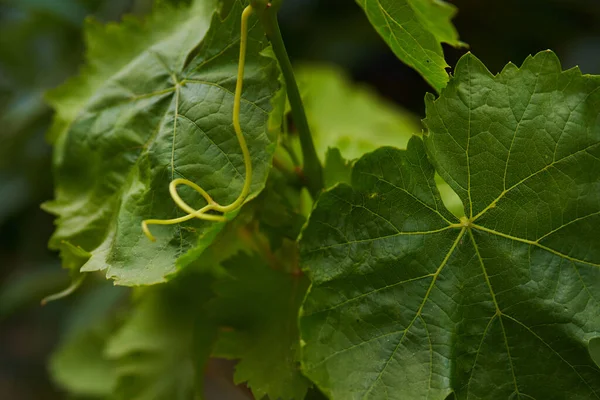 Üzüm bağının küçük yeşil yaprakları