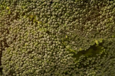 Brokoli demeti meyve bahçesi. Katkı maddesi olmayan taze yiyecekler. Yakın plan.