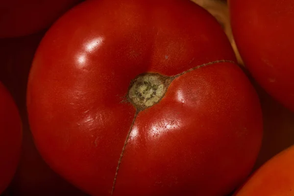 Bahçeden domatesler. Katkı maddesi olmayan taze yiyecekler. Yakın plan.