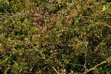 Yeşil yaprakların dokusu güllere tırmanıyor. Yeşil renk. Tasarımlar için arka plan