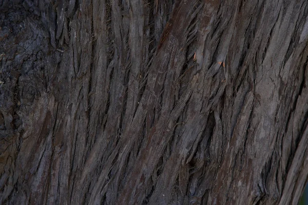 나무줄기 갈색이다 설계의 — 스톡 사진