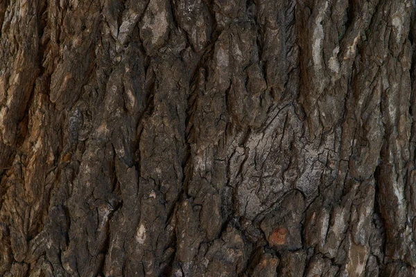 Υφή Από Παλιό Κορμό Δέντρου Καφέ Χρώμα Ιστορικό Οριζόντιου Σχεδιασμού — Φωτογραφία Αρχείου