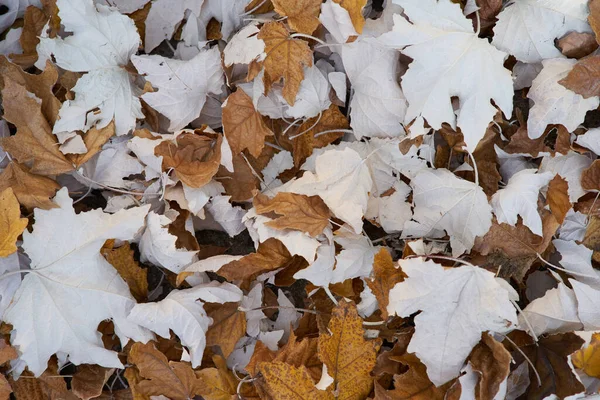 Düşen sonbahar yapraklarının dokusu. Kahverengi ve beyaz. Tasarım için yatay arkaplan