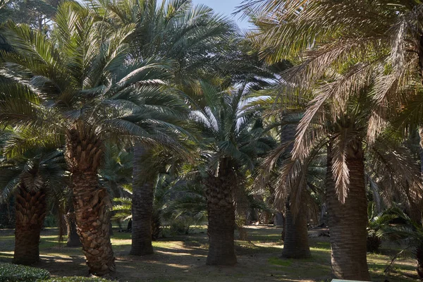 Chilijski Las Palmowy Grupa Palm Endemiczne Drzewa Sesja Roślinna — Zdjęcie stockowe