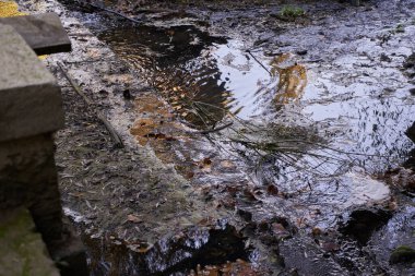 Su petrolle kirlenmiş. Çevre felaketi. İklim değişikliği. Ekoloji oturumu
