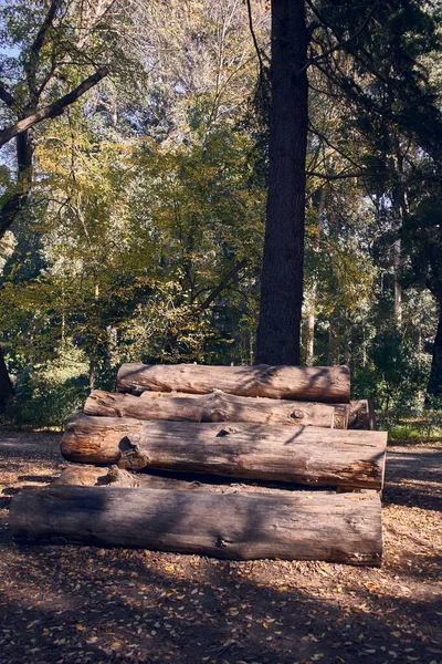 Ormanın ortasından kesilmiş büyük kütükler. Ormanların tahrip edilmesi ve kesilmesi. Terk edilmiş doğa oturumu. Dikey