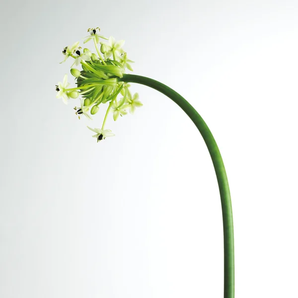 White flower isolated — Stock Photo, Image