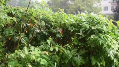 Şiddetli yağmur fırtınası Eğreltiotu çalılarını vuruyor.