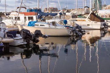 Victoria, BC, Canada - April 3, 2021: Otter in the water at Fisherman's Wharf in Victoria, BC, Canada