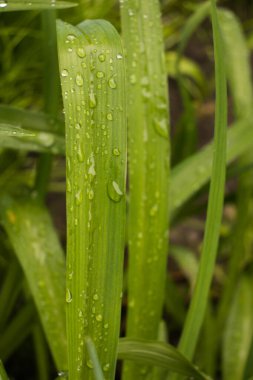 Su damlalı yeşil yaprak 