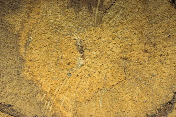 Freshly Cut Old Rotten Tree Tree Stump — Stock Photo, Image