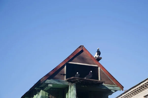 Güvercinlikte Güvercinler Ahşap Güvercinler — Stok fotoğraf