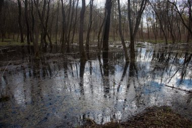 Bahar manzarası, ormandaki bataklık.