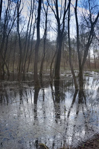 Lugar Pantanoso Bosque Relleno Agua Manantial — Foto de Stock