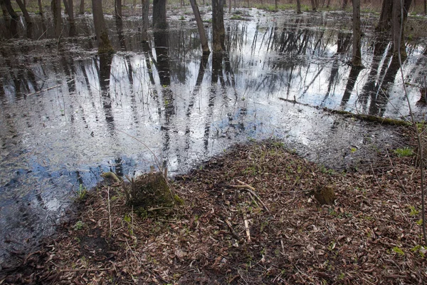 Weerspiegeling Van Bomen Een Water Swakke Plek Het Bos — Stockfoto