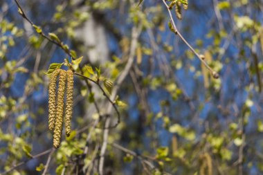 Ot ve yeşil yapraklı huş dalı, huş ağacı.