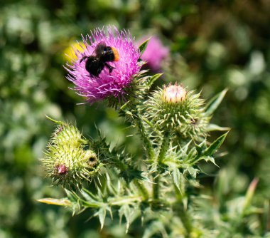 Yabanarısı tozlaşan yabani çiçekler, vahşi doğa